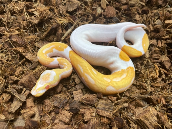 Orange Dream Yellowbelly Albino Pied Ball Python by Wrapped Up Reptiles