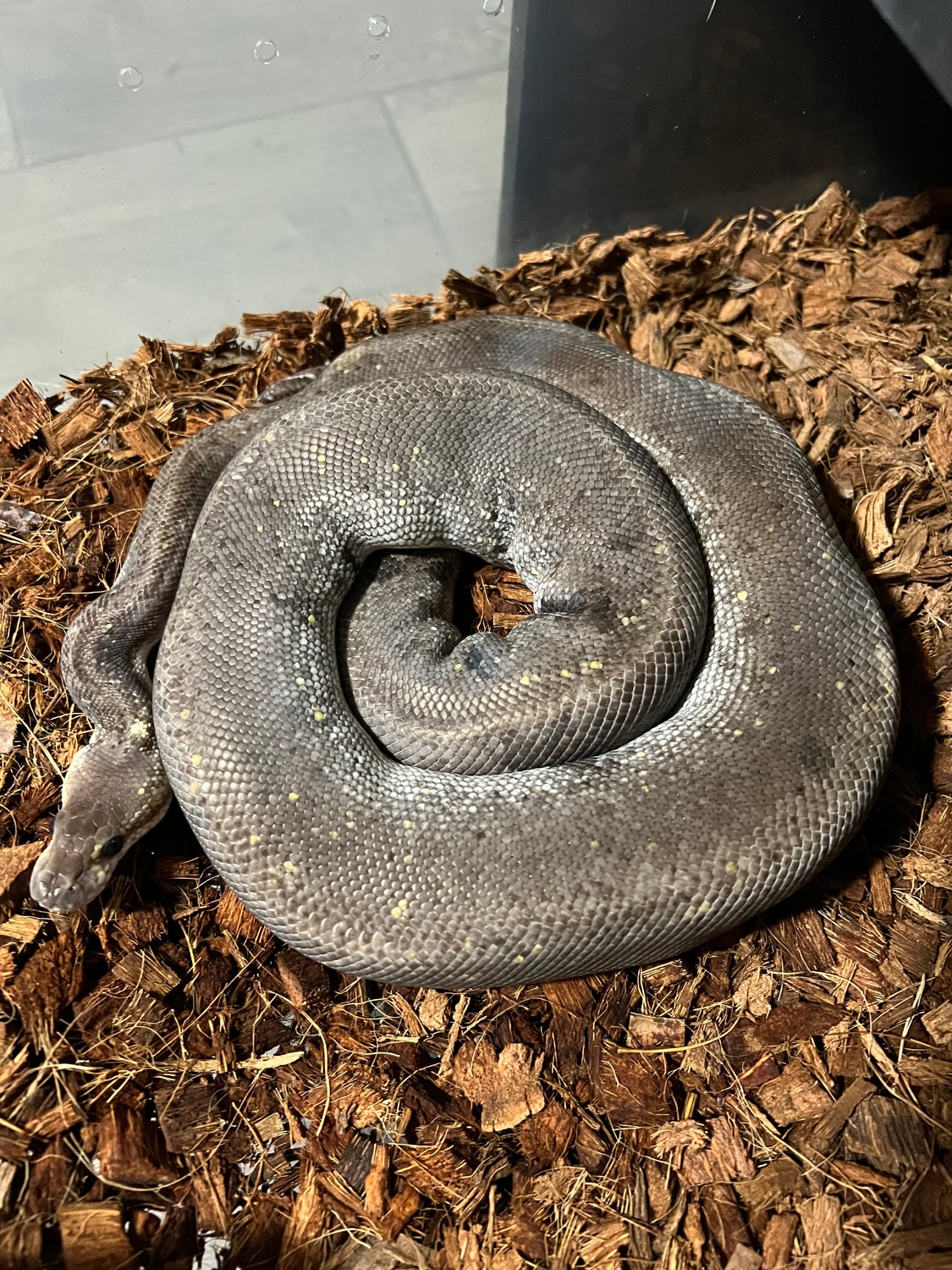 Silver Bullet Ball Python by Wreck It Reptiles - MorphMarket
