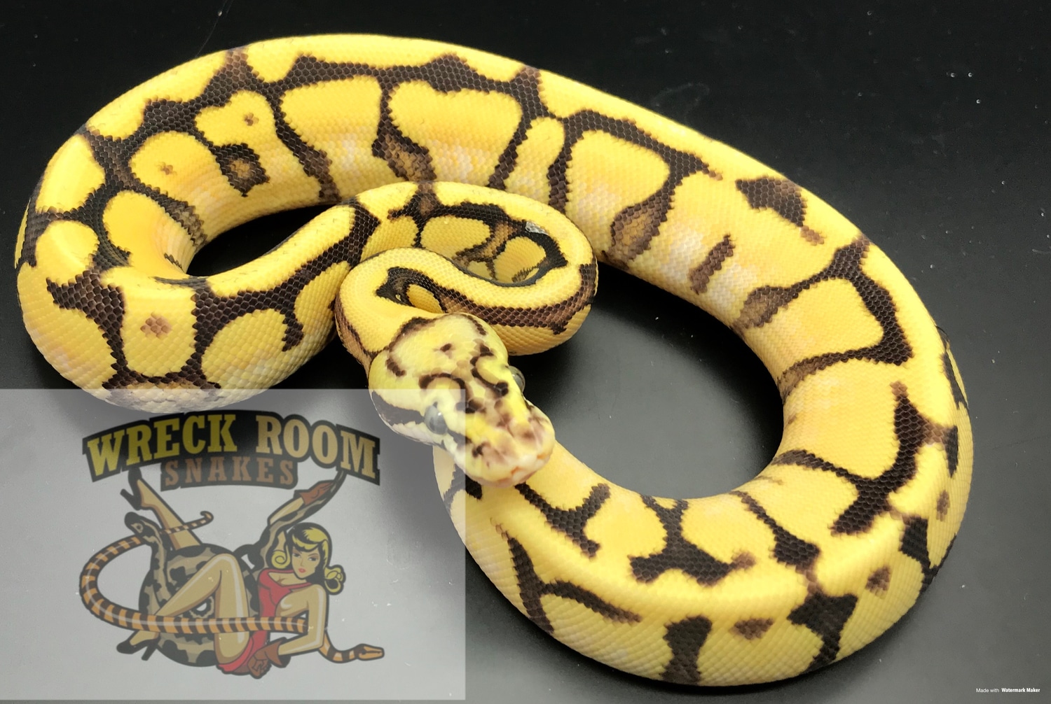 Pastel Spotnose Fire Enchi Ball Python by Wreck room snakes - MorphMarket