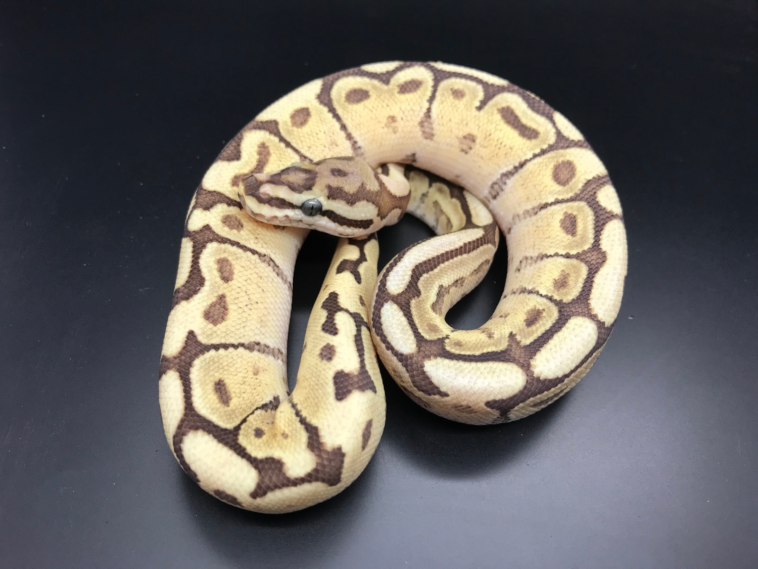 Mojave Fire Spider Ball Python by Wreck room snakes - MorphMarket