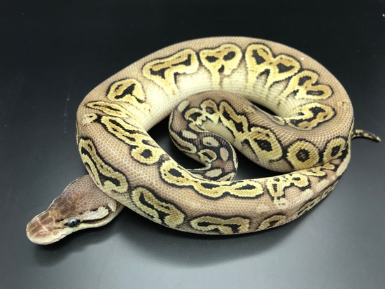 Pewter Het Clown Poss Fire Ball Python by Wreck room snakes