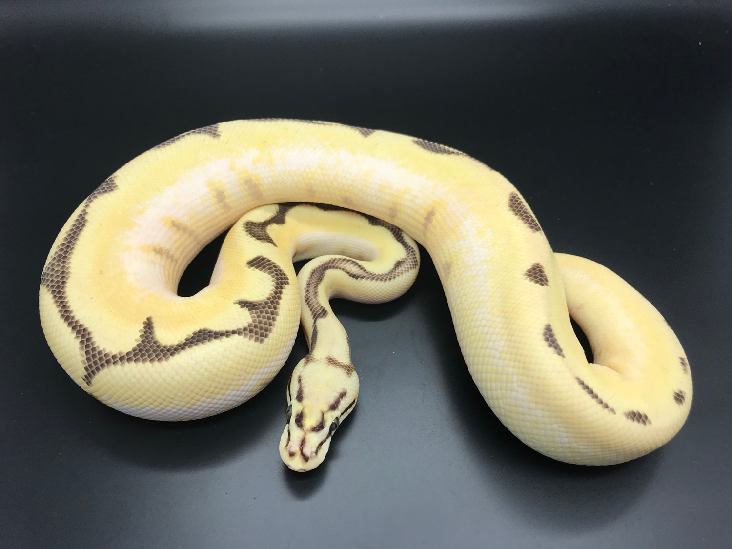 Super Orange Dream Fire Bee Ball Python by Wreck room snakes - MorphMarket
