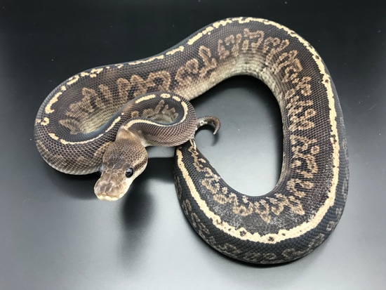Onyx Ball Python by Wreck room snakes