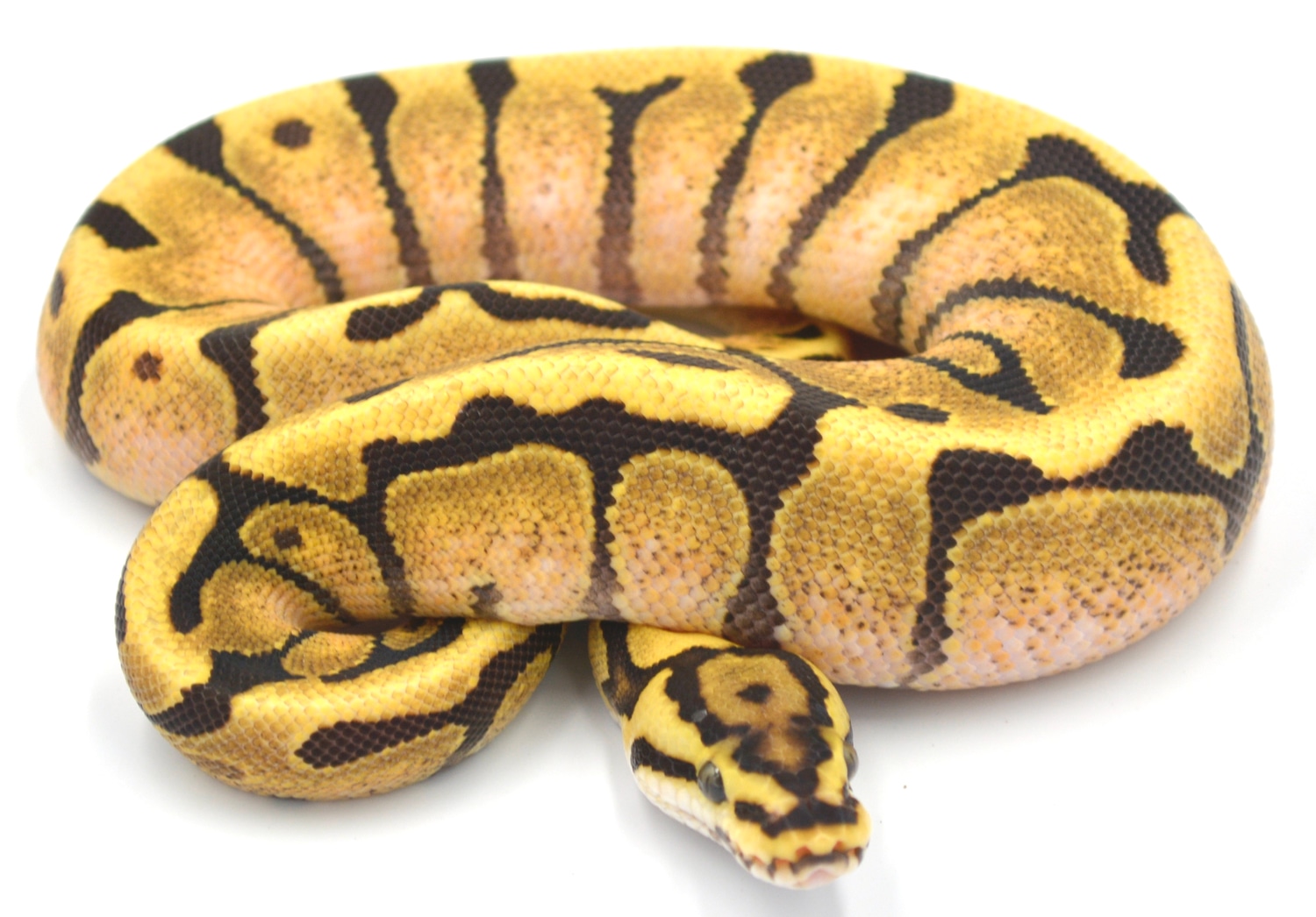 Spotnose Fire Enchi Ball Python by Wreck room snakes - MorphMarket