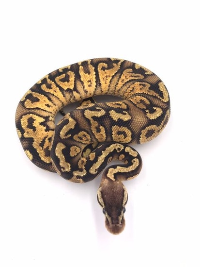 Pastel Paint Ball Python by Wreck room snakes