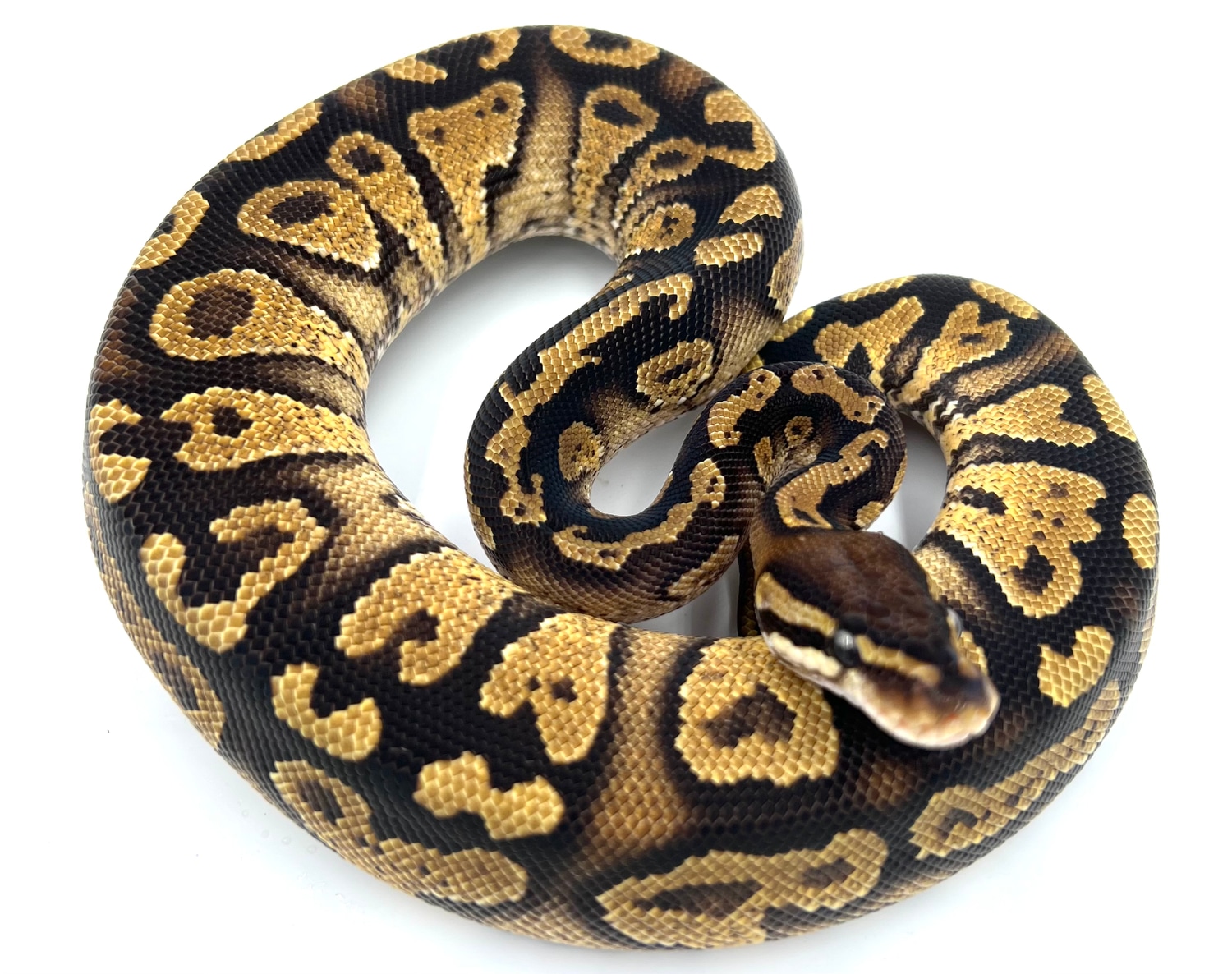 Paint Ball Python by Wreck room snakes MorphMarket