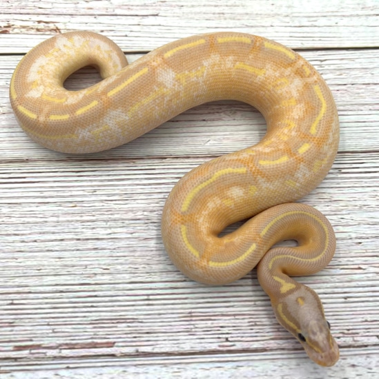 Pastel Highway Banana Ball Python by Wreck room snakes