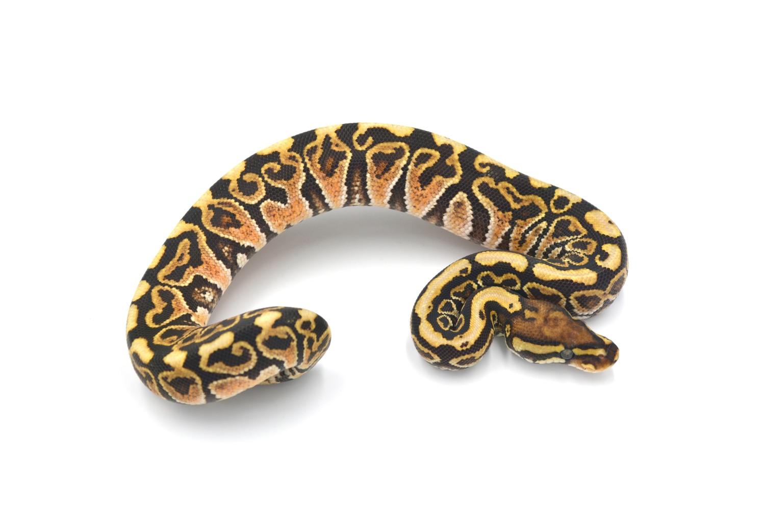 Blitz Fire Spotnose Ball Python by Wreck room snakes - MorphMarket