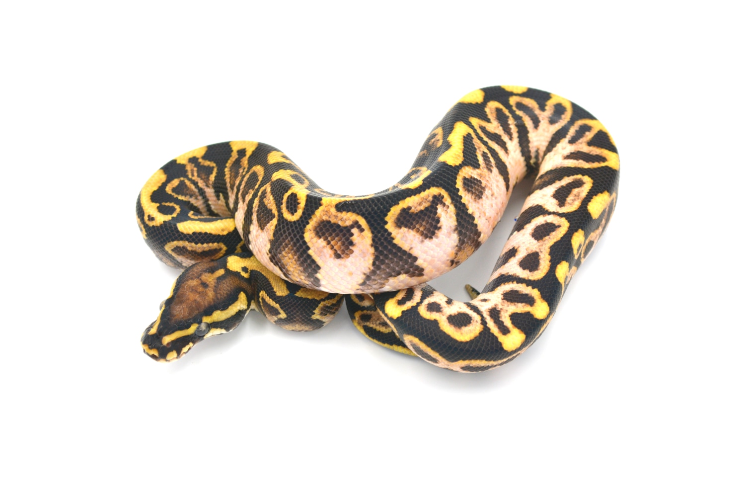 Calico Spotnose Blitz Ball Python by Wreck room snakes - MorphMarket