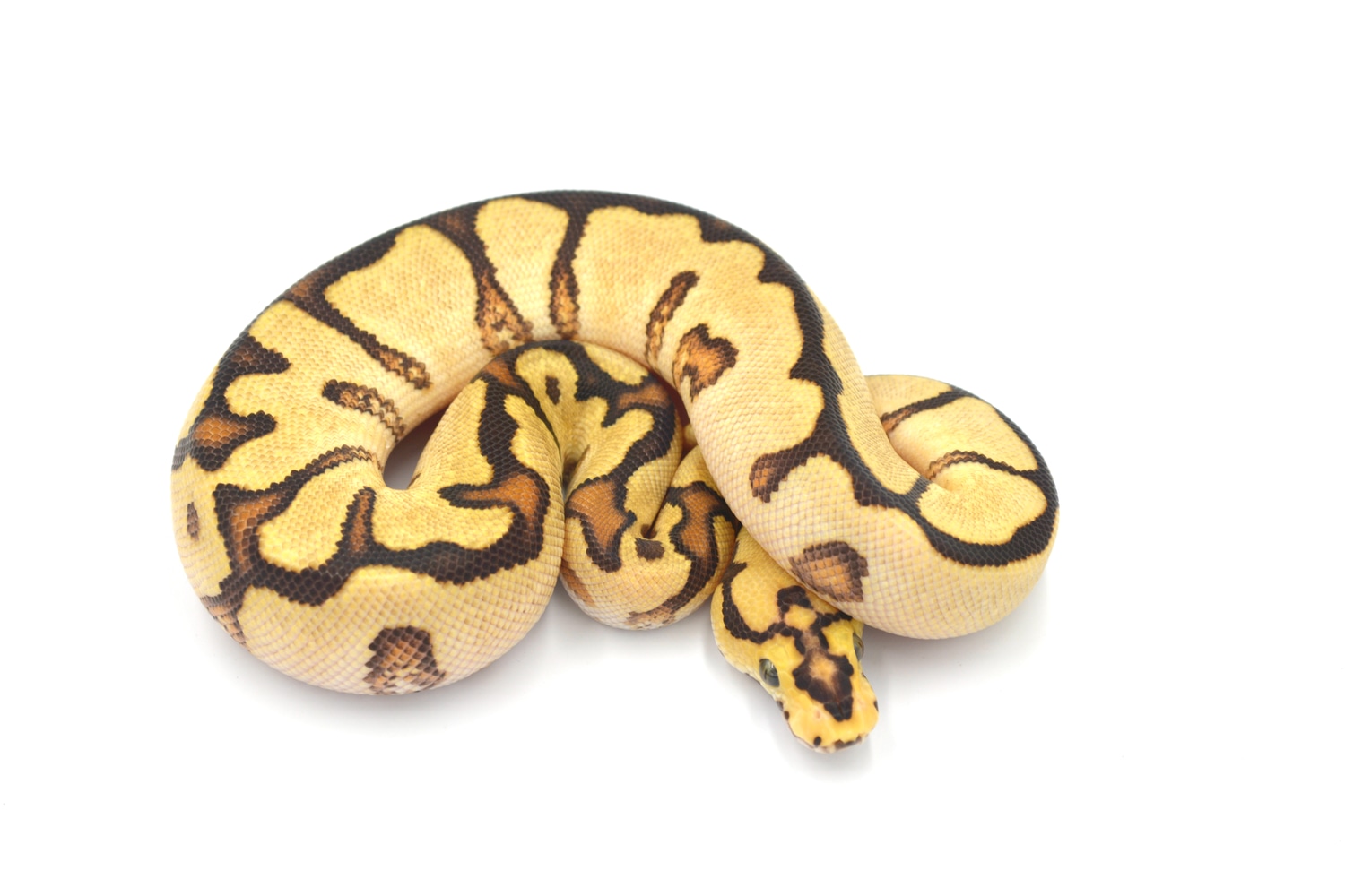 Fire Enchi Spotnose Clown 2 Ball Python by Wreck room snakes - MorphMarket