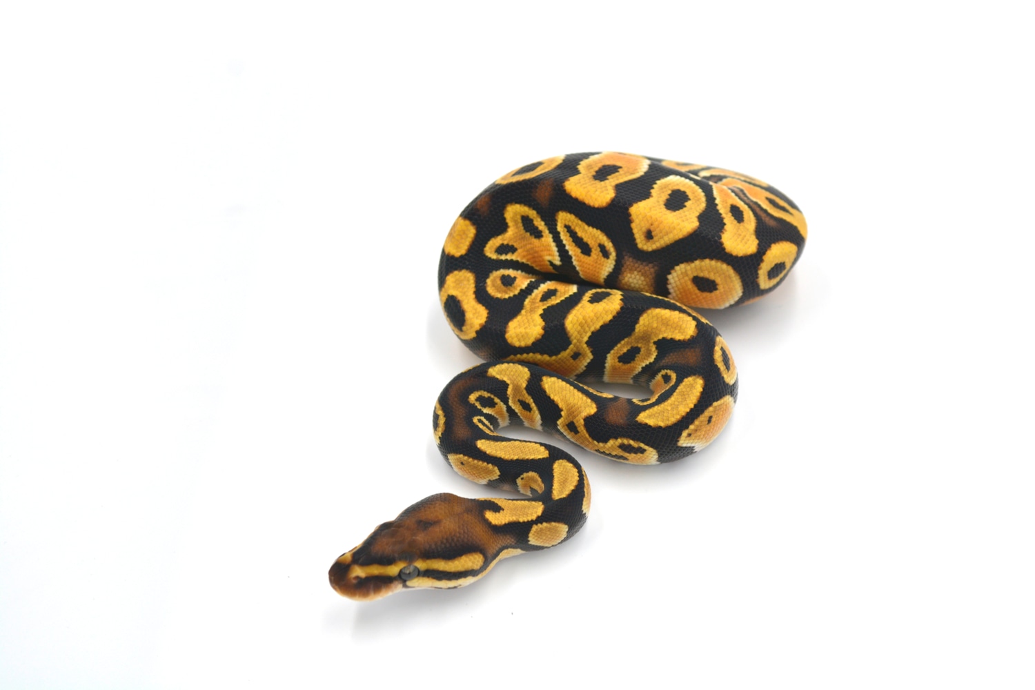 Orange Dream 100% Het Clown Poss Super Orange Dream Ball Python by ...