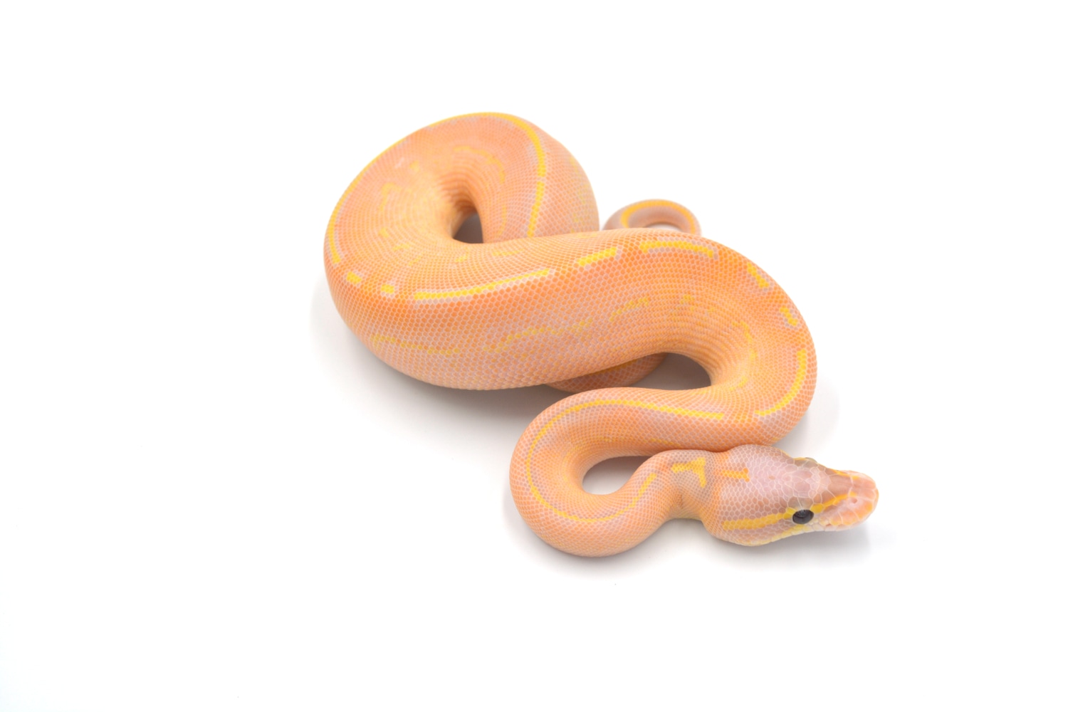 Highway Banana Ball Python by Wreck room snakes MorphMarket