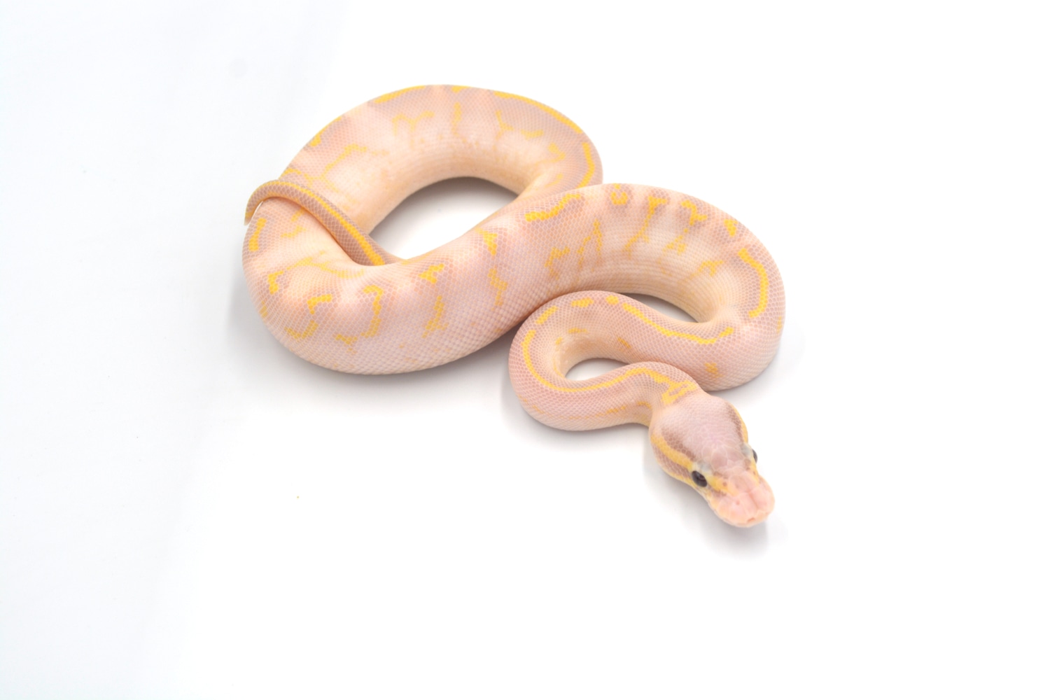 Super Gravel Banana Pastel2 Ball Python by Wreck room snakes MorphMarket