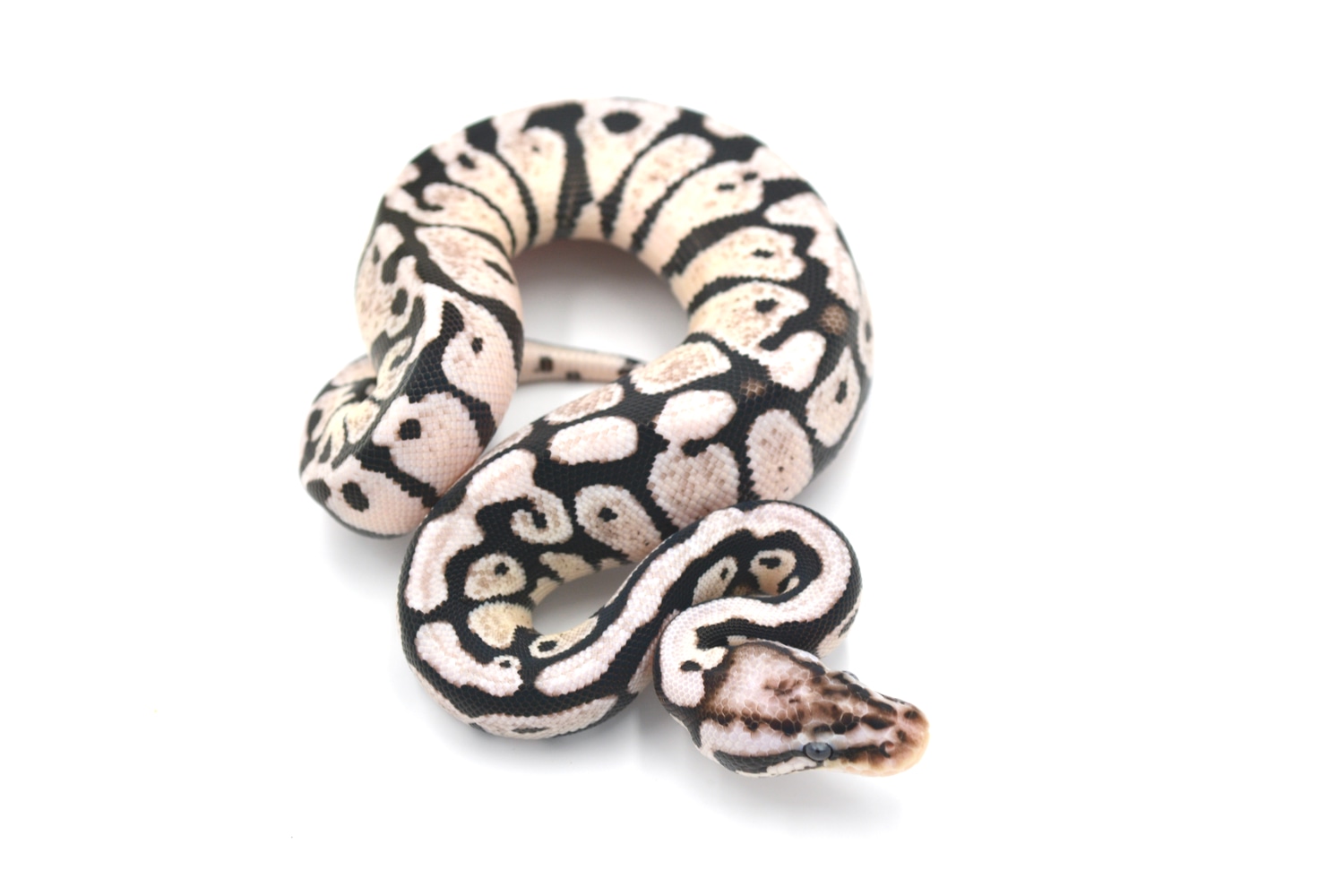 Pastel Spotnose Axanthic (VPI) 66% Het Desert Ghost Ball Python by ...