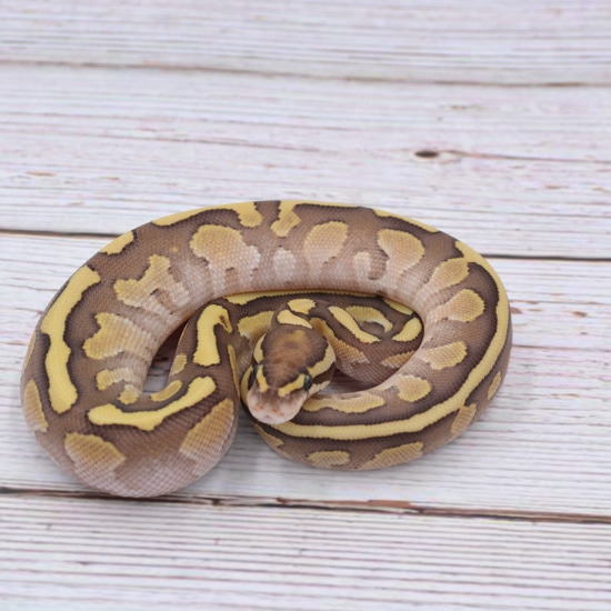 Fire Lesser Ball Python by Wreck room snakes