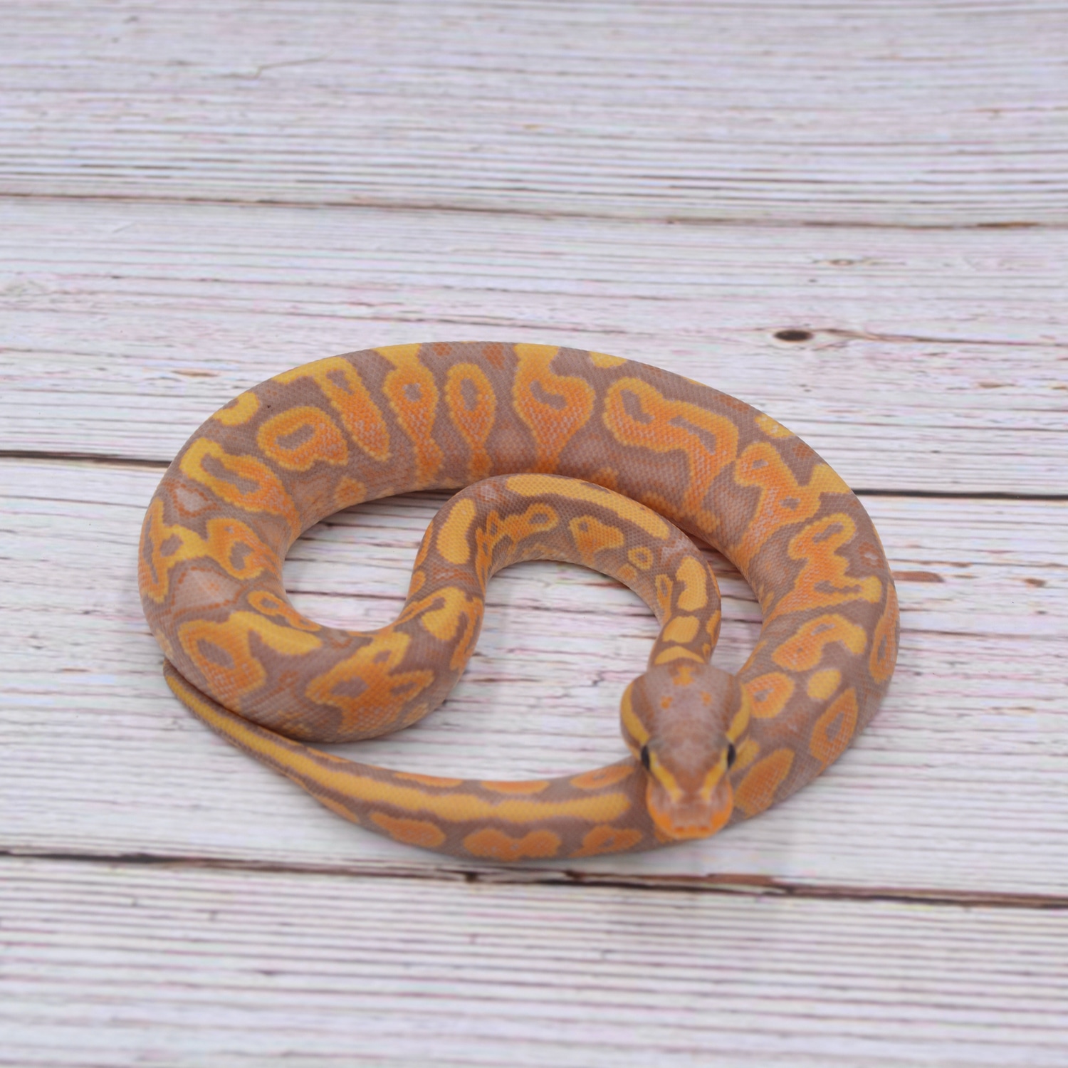 Cinnamon Banana Gravel Or Yb Ball Python by Wreck room snakes MorphMarket
