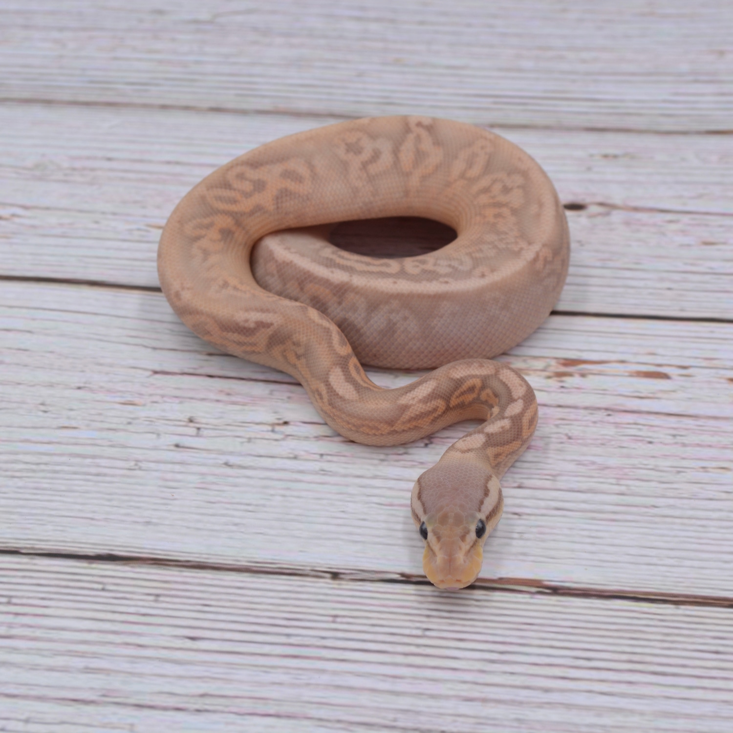 Pewter Banana Gravel Or Yb Ball Python by Wreck room snakes MorphMarket