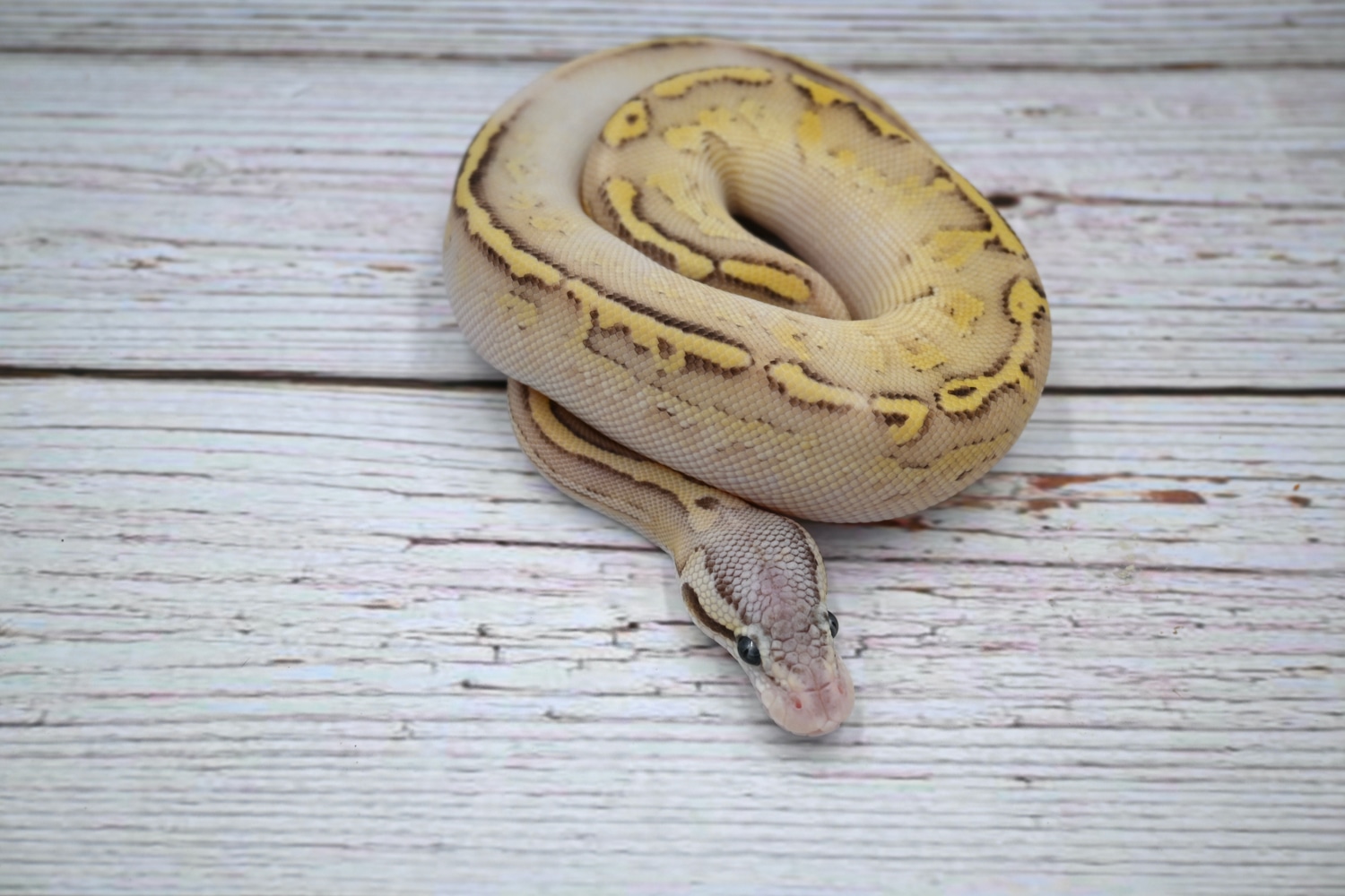 Firefly Bongo Lesser Yellow Belly Ball Python by Wreck room snakes