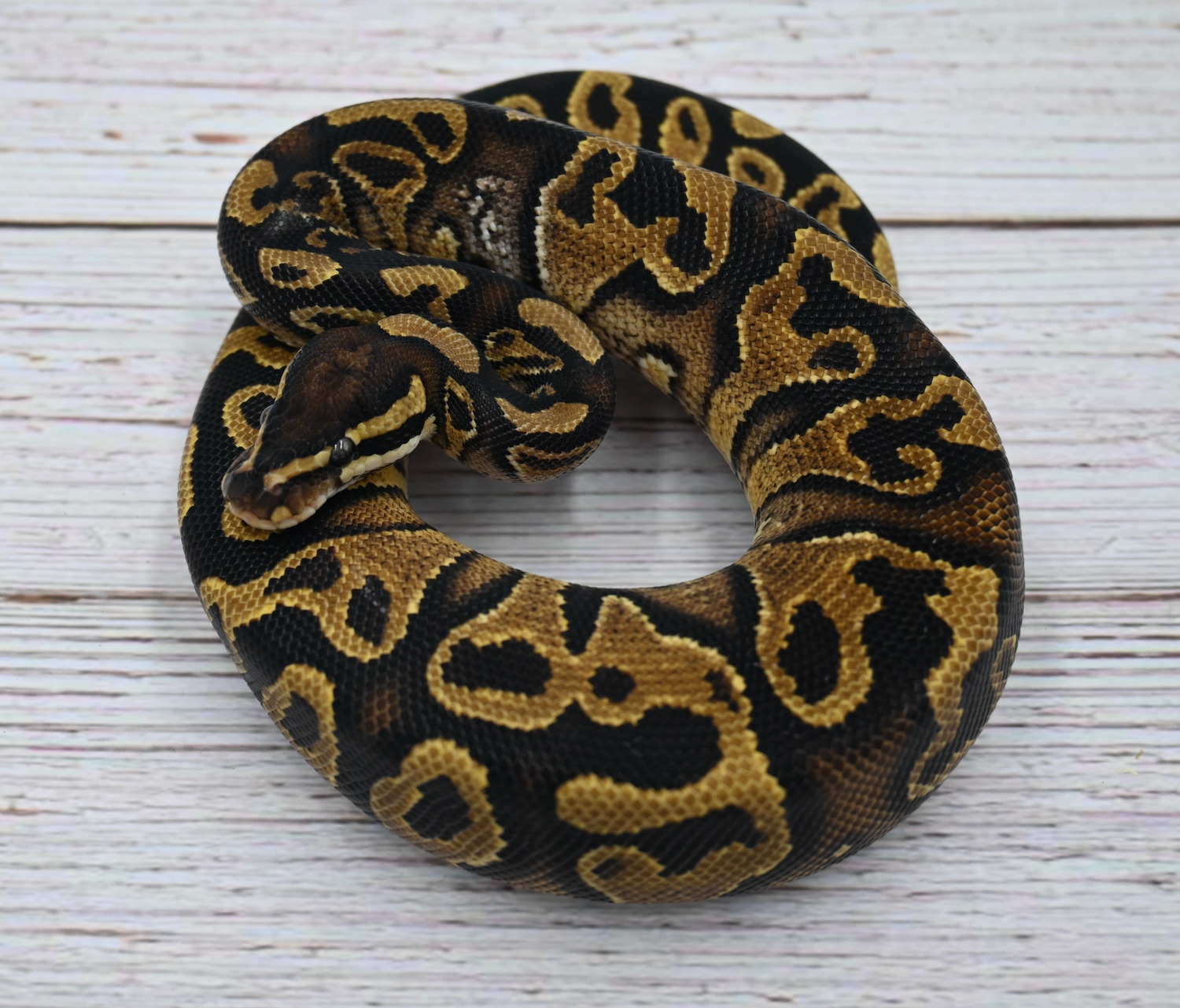 Blitz Yellow Belly 100 Het Paint Ball Python by Wreck room snakes