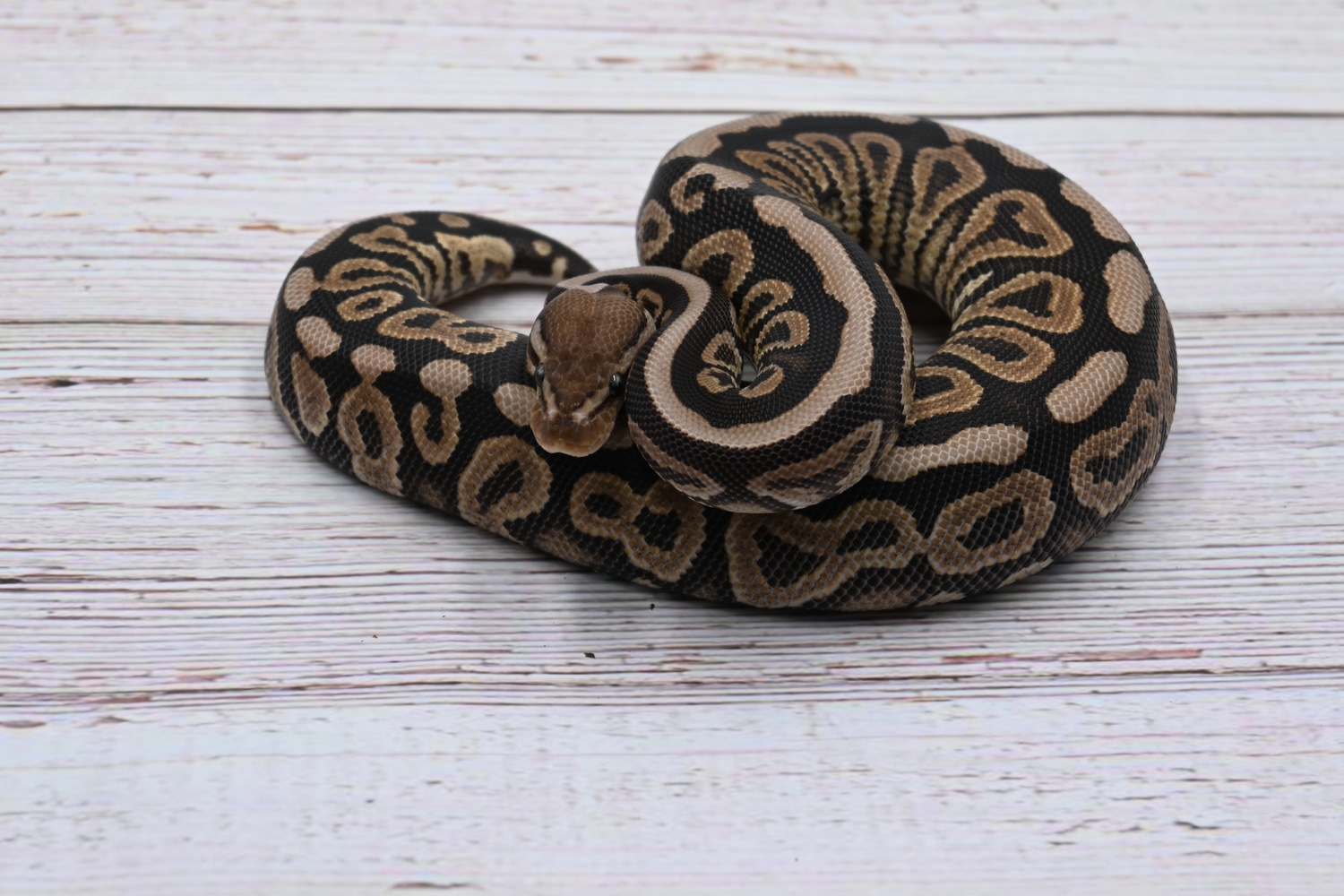Cinnamon Spotnose Double Het Desert Ghost Clown Ball Python by Wreck ...