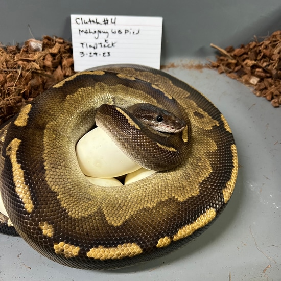 Flapjack Adult Female Ball Python By Wreck Room Snakes flapjack-adult-female-ball-python-by-wreck-room-snakes