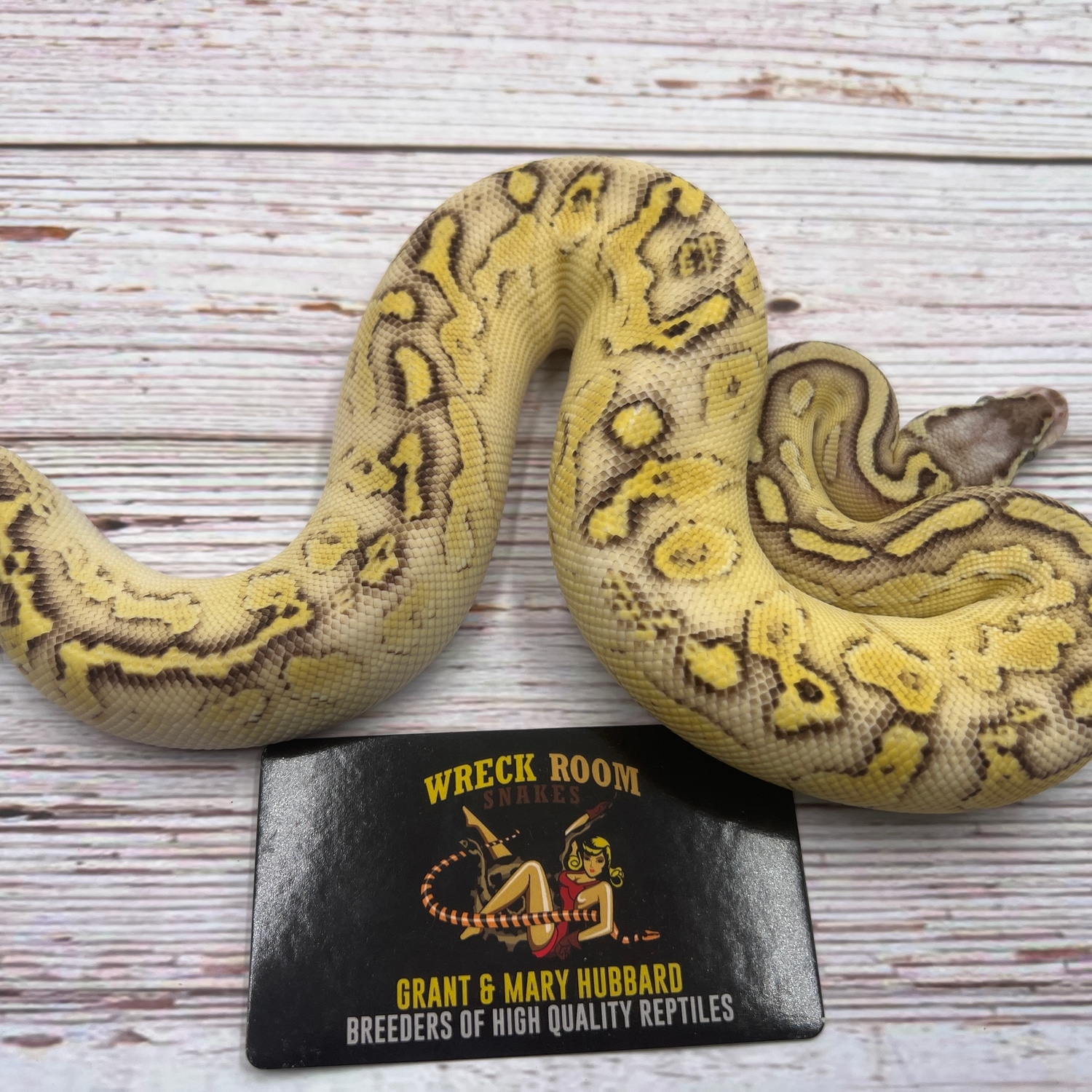 Firefly Bongo Lesser Yellow Belly Ball Python by Wreck room snakes