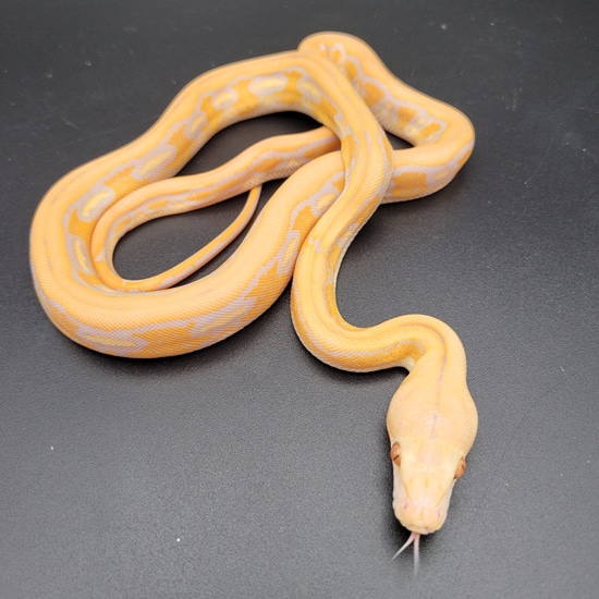 Purple Tiger 66% Het GS Reticulated Python by BH Retics