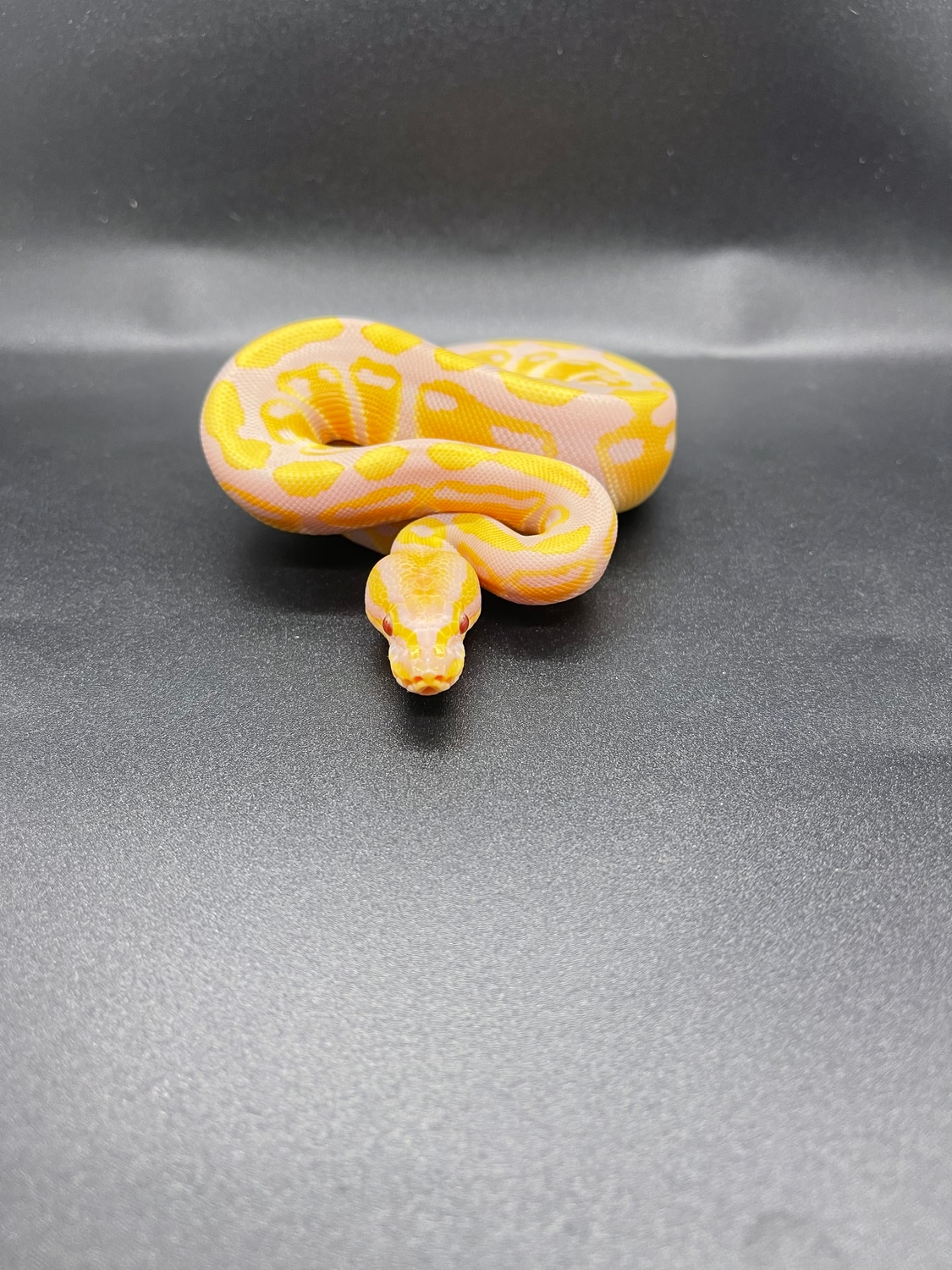 Candy Ball Python by Royal Bama Reptiles MorphMarket