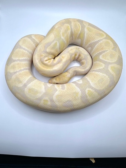 Ball Python Cyprus Candy Candy Ball Python by Visionary Exotics