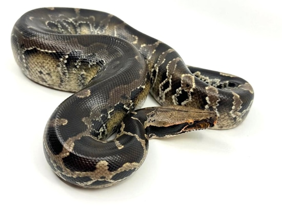 Chrome Head Sumatran Short-Tailed Python by WSK Reptiles