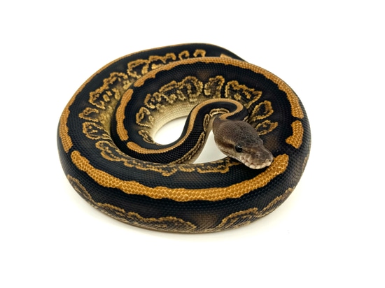 Black Pastel Nyala Yellow Belly Het Clown Ball Python by WSK Reptiles