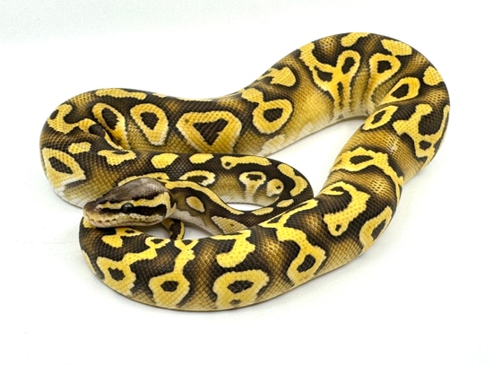 Super Pastel Enchi Mojave Hypo Het Rainbow Het Clown