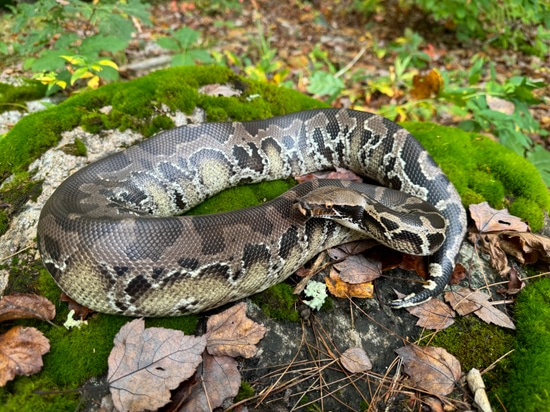 Chrome Head Sumatran Short-Tailed Python by WSK Reptiles