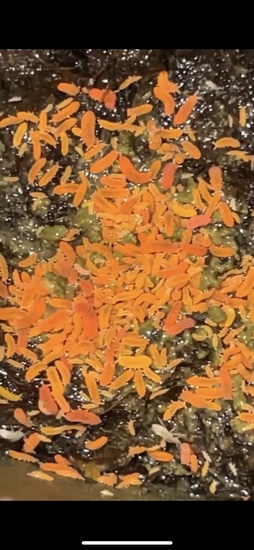 wholesale-orange-springtail-cultures-isopod-by-will-katcher-reptiles