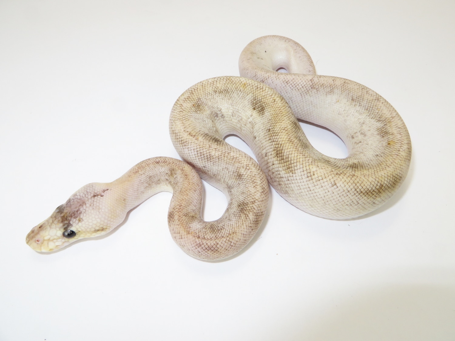 Champagne Pastel Yellowbelly Ball Python by WTG - MorphMarket