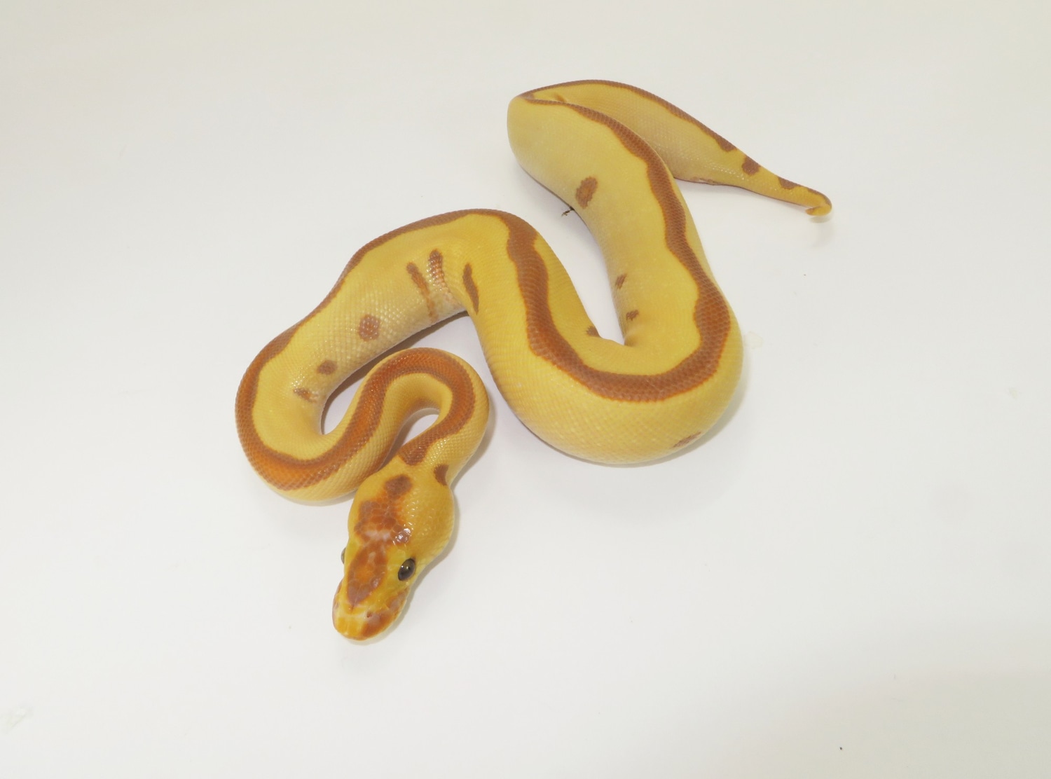 Leopard Enchi Banana Clown Ball Python by WTG MorphMarket