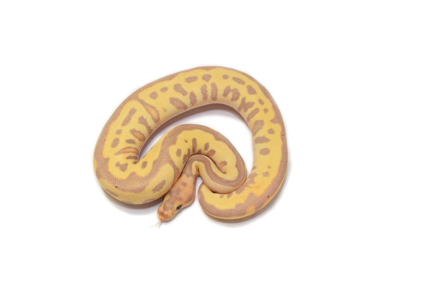 Leopard Banana Clown Ball Python by WTG MorphMarket