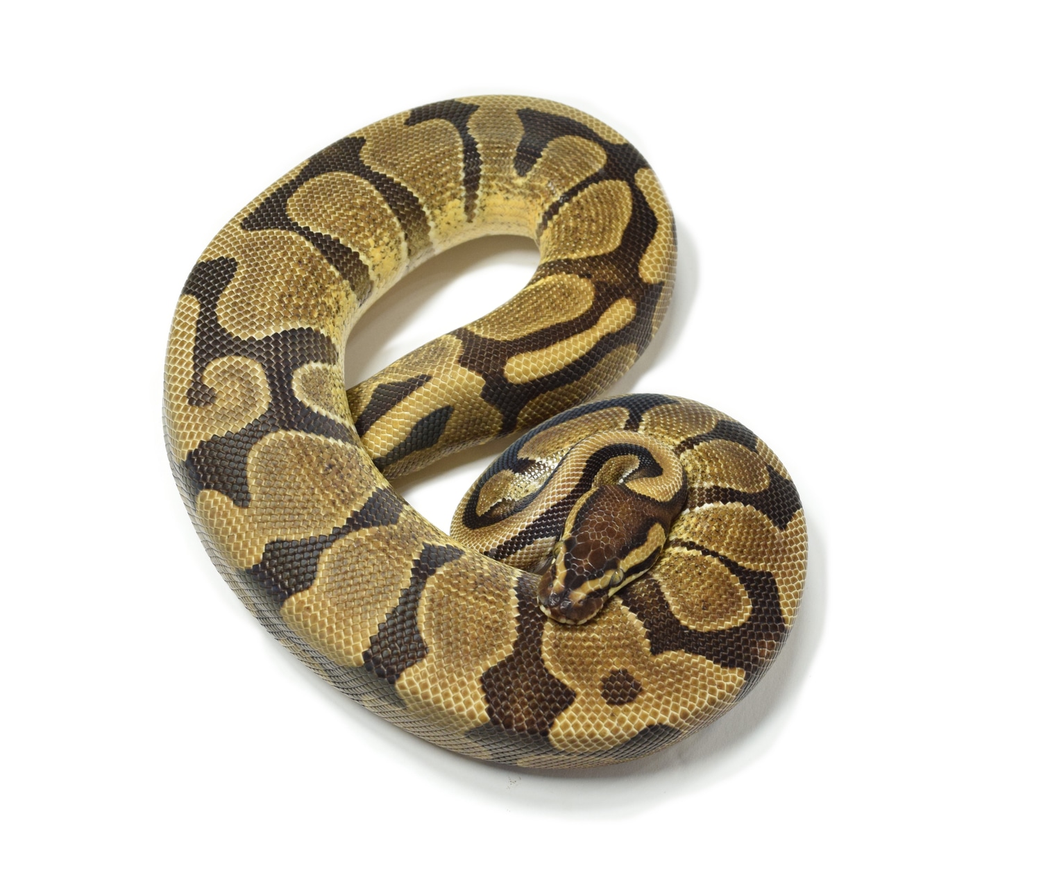 Het Pied Het Albino Ball Python by WTG - MorphMarket