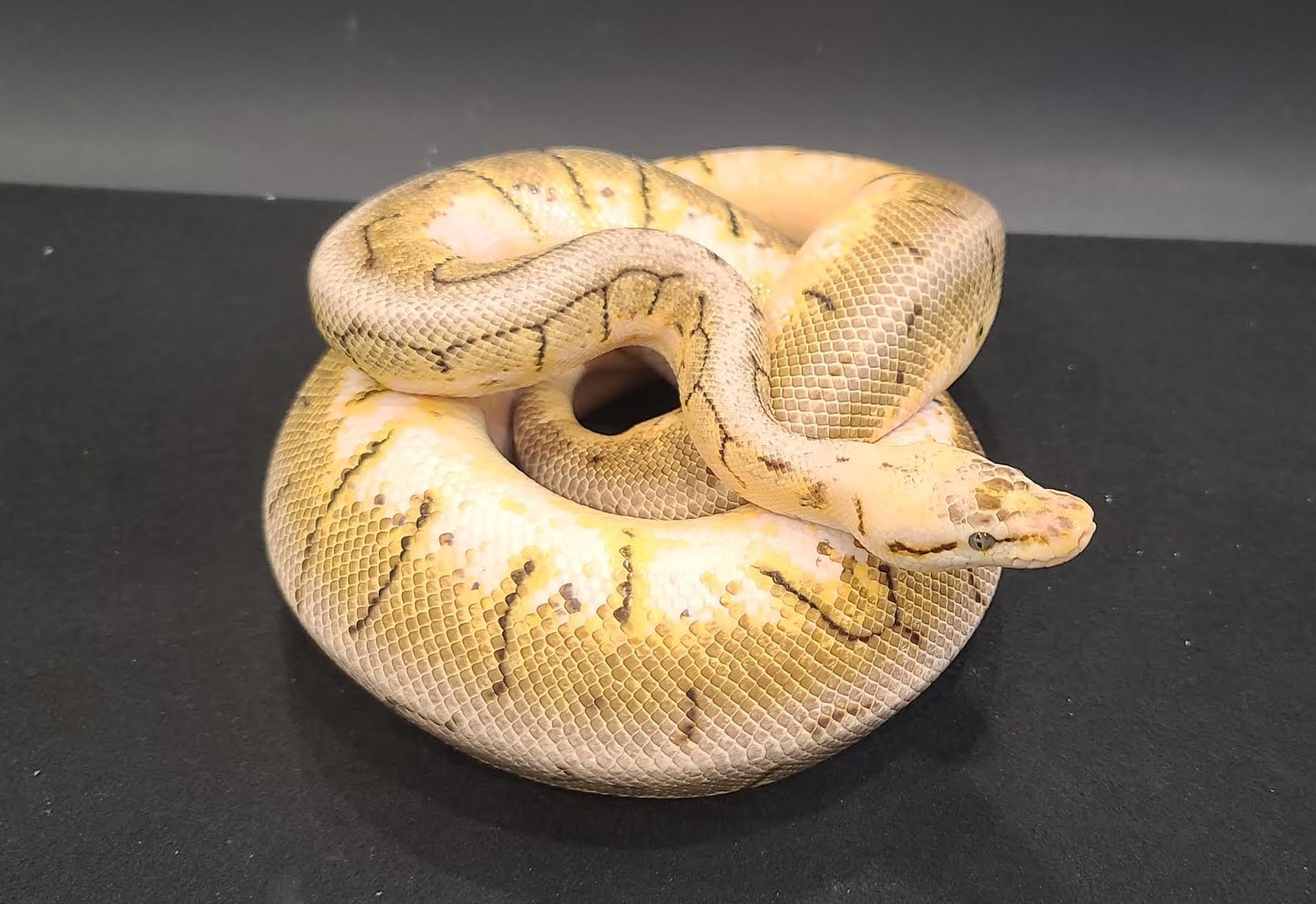 Spinner Blast Ball Python by West Texas Reptile Farm MorphMarket