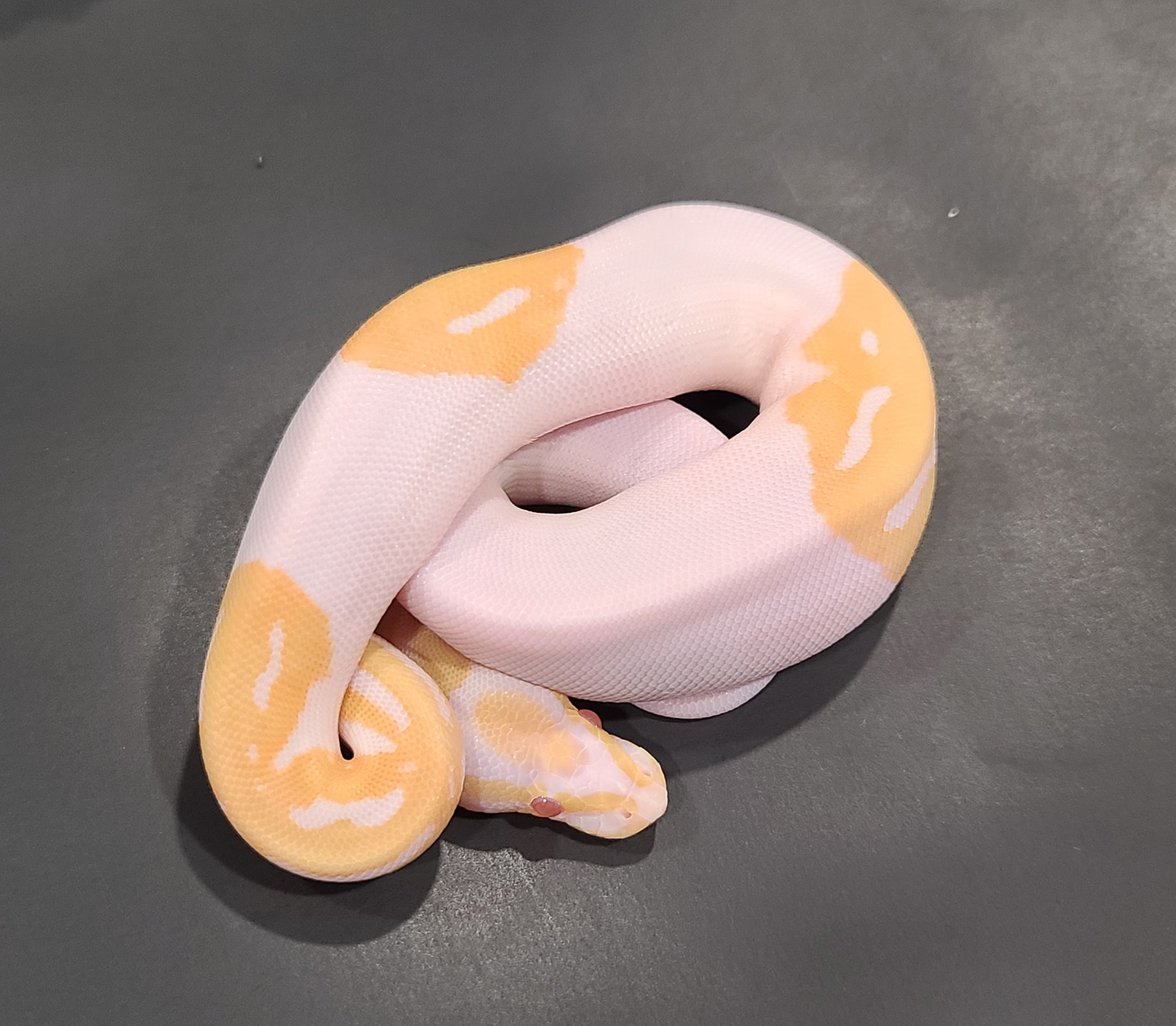 Albino Piebald Ball Python by West Texas Reptile Farm - MorphMarket