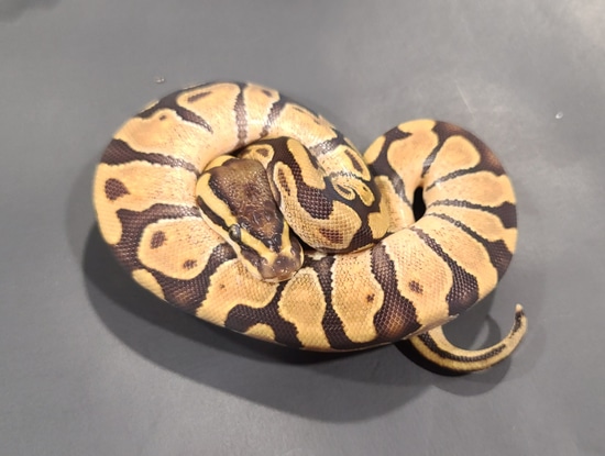 Enchi Double Het Ball Python by West Texas Reptile Farm