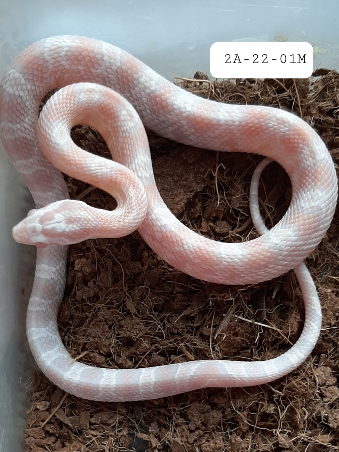 Snow Okeetee Corn Snake by WTWreptiles MorphMarket