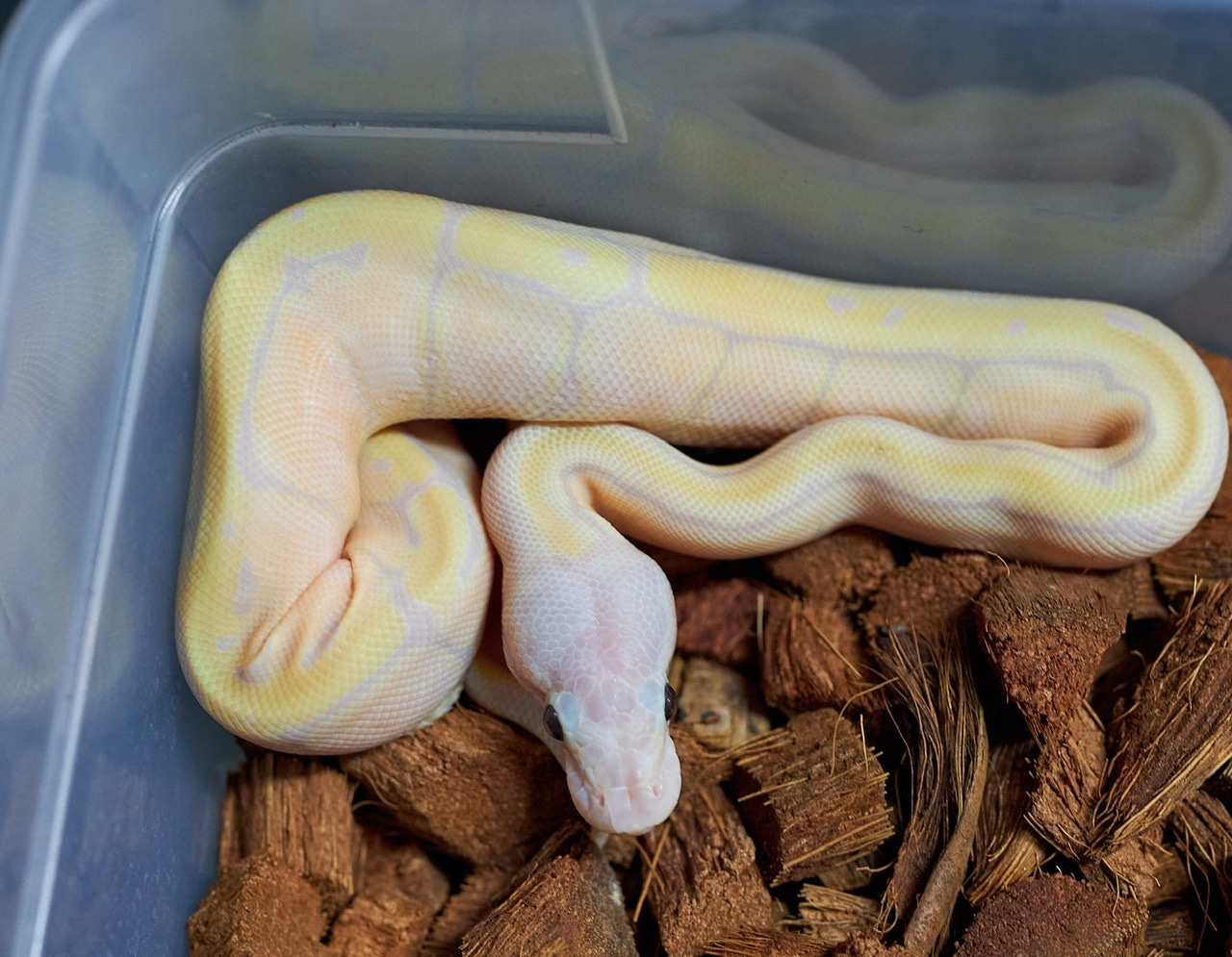 Super Banana Pinstripe Het VPI Axanthic Ball Python by JDW Morphs