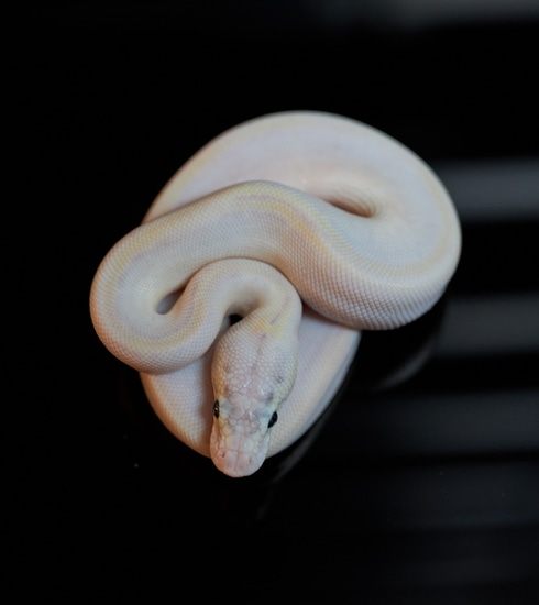 Super Pastel Leopard Ivory Het Pied Ball Python by JDW Morphs