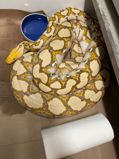 Dwarf Mochino Het Genetic Stripe Reticulated Python by JDW Morphs