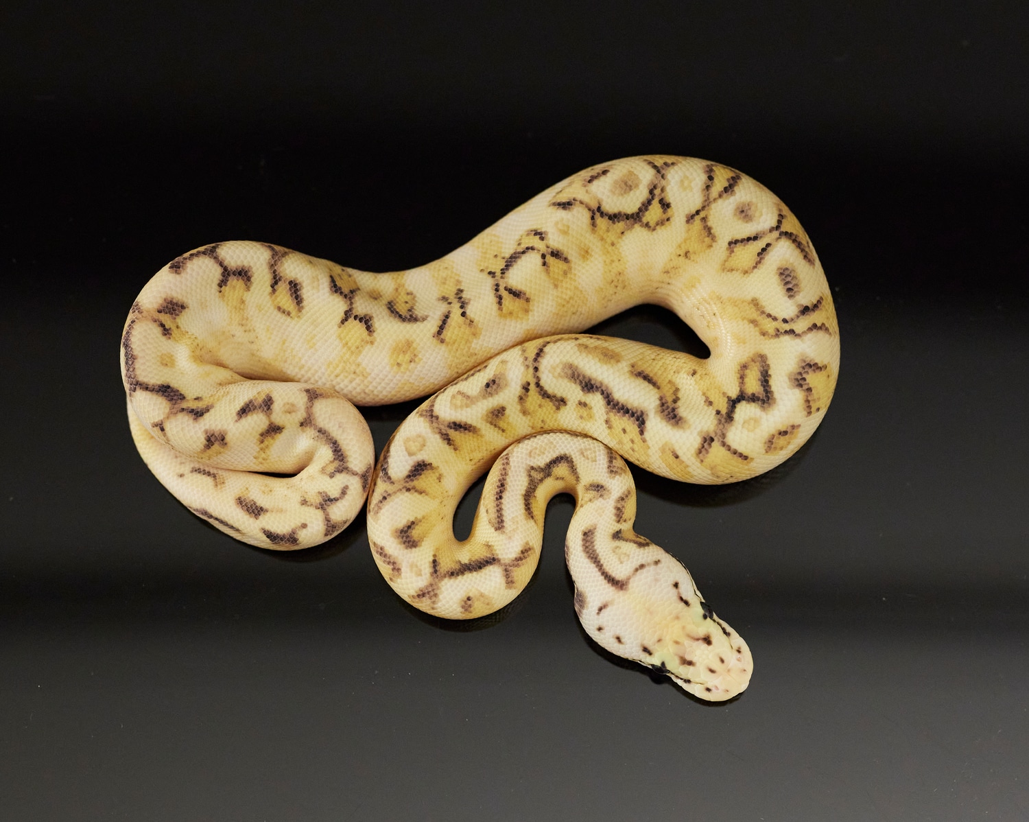 Pastel Spider Freeway Poss Enchi Ball Python by JDW Morphs MorphMarket