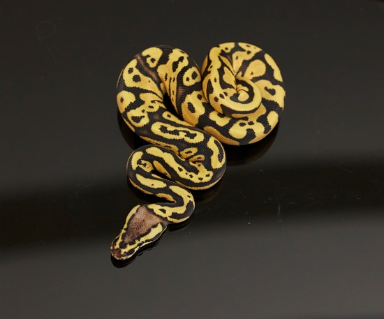 Pastel OD Acid Het Desert Ghost Ball Python by JDW Morphs