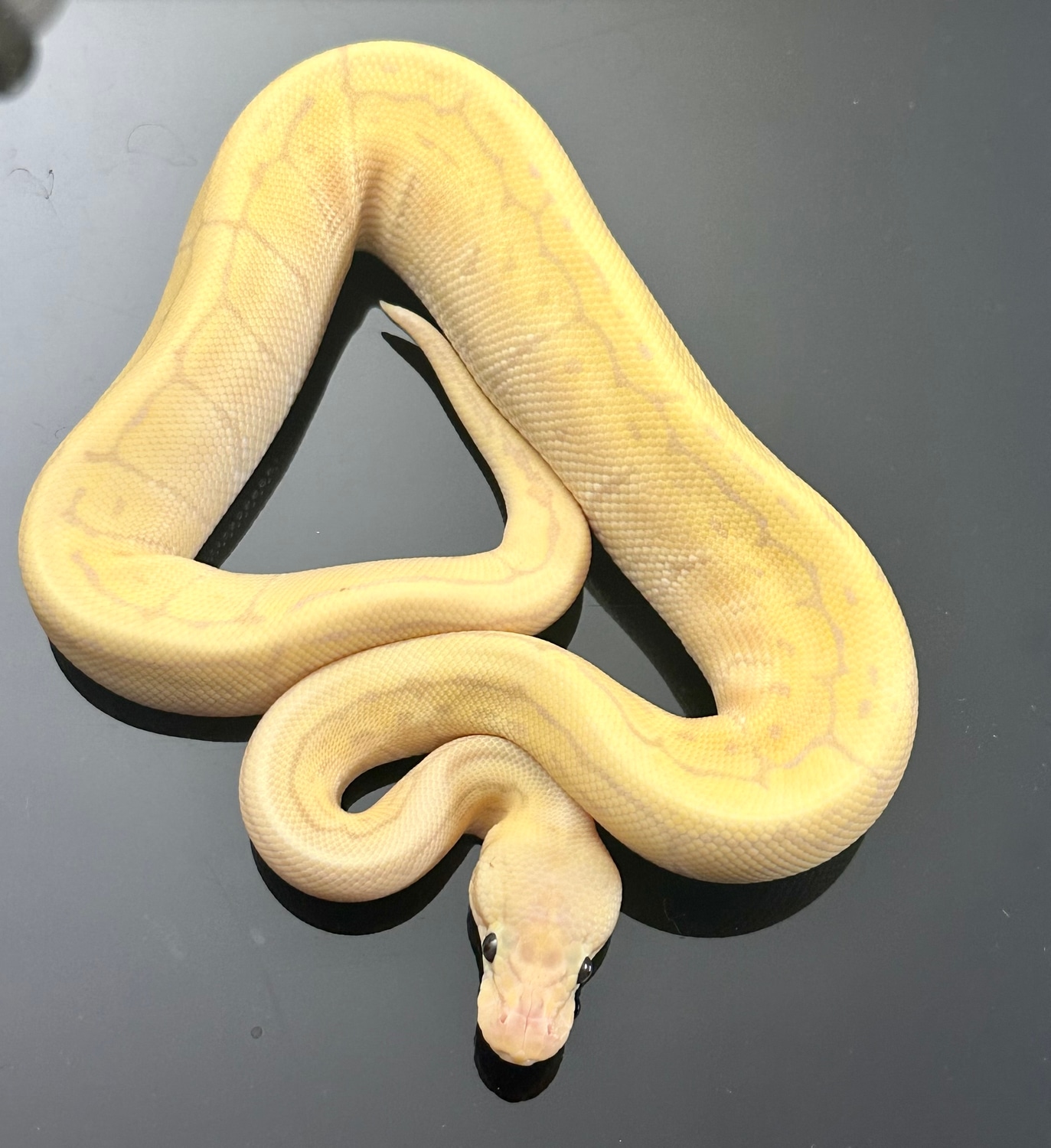 Banana Pastel Pinstripe Het Clown Poss SP Poss SB Ball Python by JDW ...