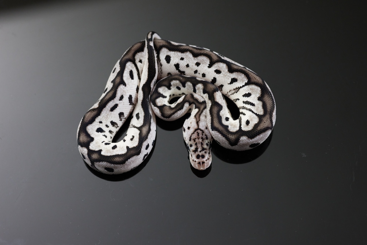 Pastel VPI Axanthic Clown Ball Python by JDW Morphs - MorphMarket