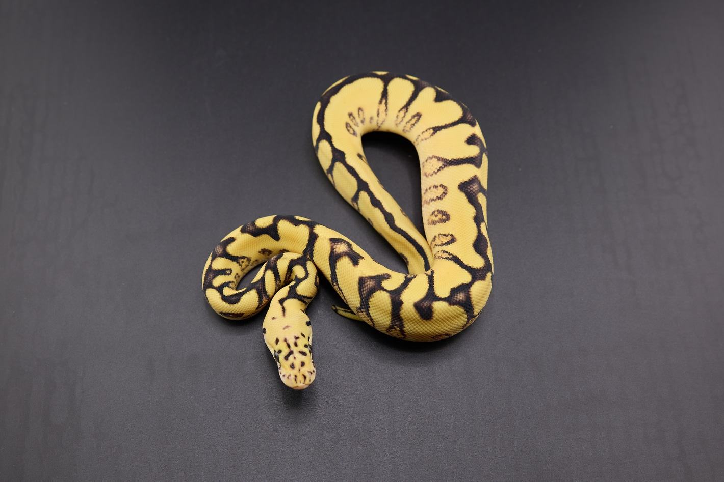 Pastel Enchi Spotnose Clown 50% Het VPI Axanthic Poss YB